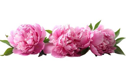 Peony floral,  border flower