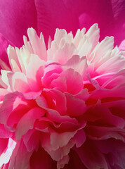 Beckground beautiful  bright pink peonie