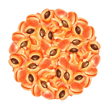 Round fruit composition of ripe orange pink apricots. Watercolor illustration with apricot crush color for harvest day template design, labels, kitchen textiles