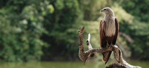 Bird of prey, red-tailed hawk. When hunting, the bird sits on the branch of a tropical forest in...