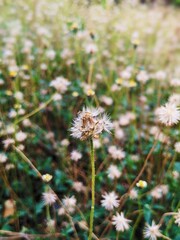 Flowering wild grass in spring