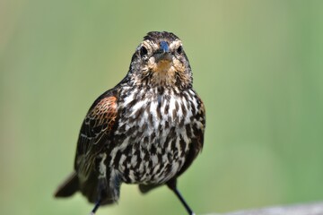 close up of female red-winged blackbird perched