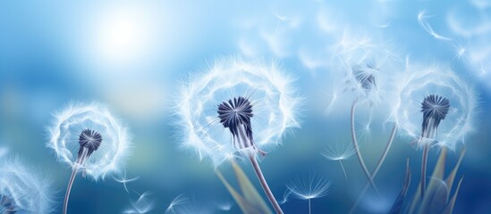Dandelion flower seeds close up. copy space available