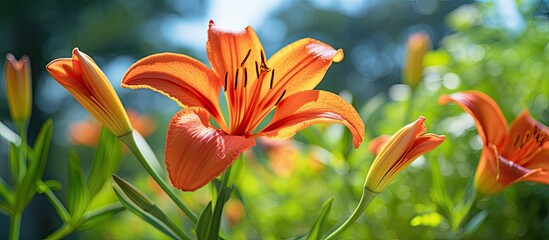 A day lily flower. copy space available