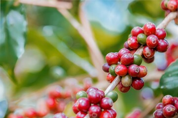 organic arabica coffee beans agriculturist in farm.harvesting Robusta and arabica coffee berries by agriculturist hands,Worker Harvest arabica coffee berries on its branch, harvest concept.