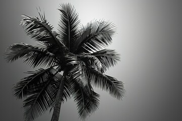 A palm tree is the main focus of the image, with its trunk