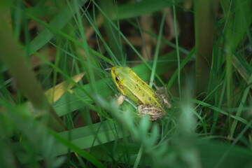 Frog in the grass
