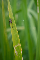 Spider on a blade of grass