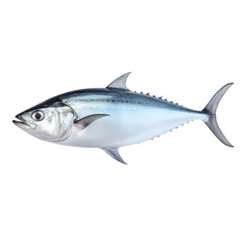 Fish Atlantic bonito isolated on transparent or white background