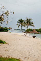 beach with palm trees and beach