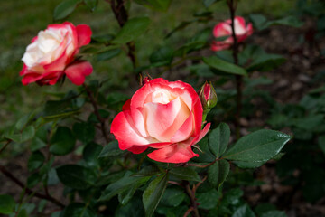 Fototapeta premium Rosa 'Nostalgie' is a hybrid tea rose with beautiful red flowers