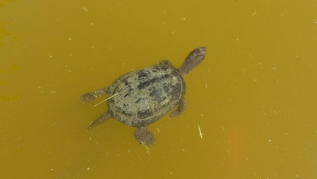 Aerial view of a European pond turtle slowly swims on the water surface and eats, Pond Terrapin or European pond tortoise (Emys orbicularis) on water surface,
