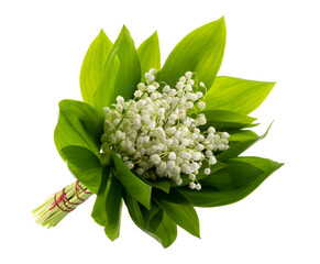 May flowers. Bouqet of lily of the valley flowers on white background with clipping path