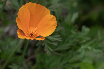 Fototapeta premium 川縁に咲いていたハナビシソウ