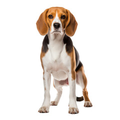 Beautiful beagle dog isolated on transparent or white background