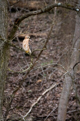 Red-shouldered hawk sitting in a tree. 