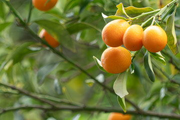 オレンジ色の柑橘の実