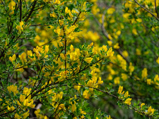 a field with wildflowers on a sunny summer day