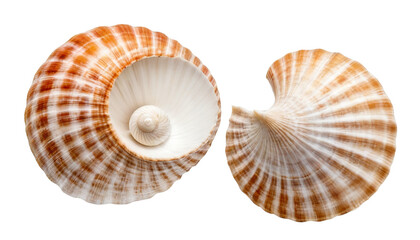 Obraz premium Nature's Coastal Souvenir: This title suggests that the seashell is a perfect memento of a trip to the beach.