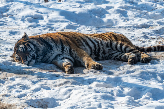 Siberian tiger (Panthera tigris tigris), Harbin Siberian Tiger Park, Harbin, Heilongjiang, China