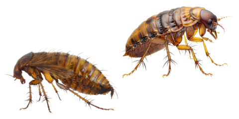 Close up of brown Flea isolated on background, parasite of pet, harmful insect.