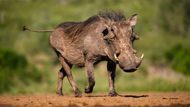 Warthog, South Africa