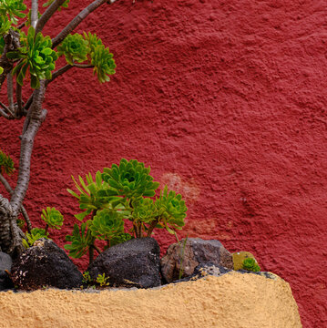 Aeoniums and red wall, Santorini, Cyclades, Greek Islands, Greece