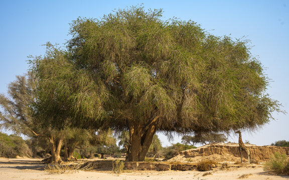 Giraffe feeding in dry riverbed, Namibia