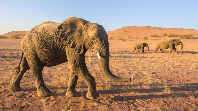 Desert Adapted African Elephant, Namibia