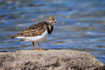 Rufender Steinwälzer (Arenaria interpres) steht mit geöffnetem Schnabel auf einem Fels am Wasser - Arrecife, Lanzarote