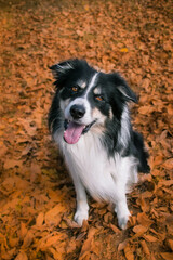 Autumn portrait of border collie in leaves. He is so cute in the leaves. He has so lovely face.	
