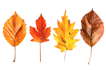 Autumn leaves set isolated on transparency background, multi color of leaves foliage in autumn season. for seasonal holiday greeting card design, PNG cut out