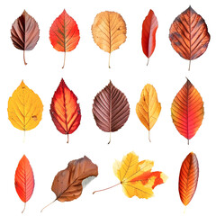 Obraz premium Autumn leaves set isolated on transparency background, multi color of leaves foliage in autumn season. for seasonal holiday greeting card design, PNG cut out