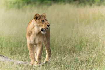 Lion (Panthera leo) in the green season. Lionesses walking around in the morning in the long green grass in the Okavango Delta in Botswana. 
