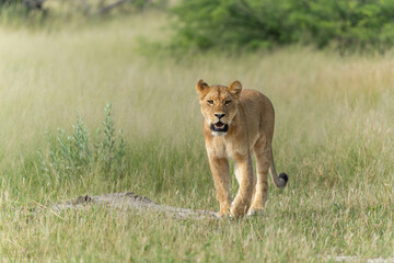Lion (Panthera leo) in the green season. Lionesses walking around in the morning in the long green grass in the Okavango Delta in Botswana. 