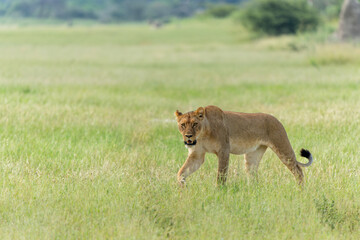 Lion (Panthera leo) in the green season. Lionesses walking around in the morning in the long green grass in the Okavango Delta in Botswana. 