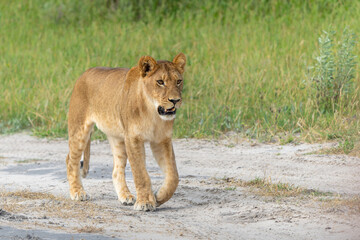Lion (Panthera leo) in the green season. Lionesses walking around in the morning in the long green grass in the Okavango Delta in Botswana. 