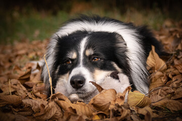 Autumn portrait of border collie in leaves. He is so cute in the leaves. He has so lovely face.	
