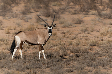 Oryx, African oryx, or gemsbok (Oryx gazella) searching for water and food in the dry red dunes of...