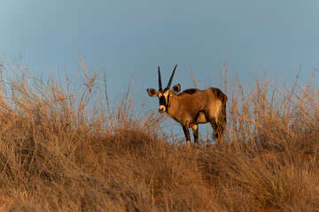 Oryx, African oryx, or gemsbok (Oryx gazella) searching for water and food in the dry red dunes of the Kgalagadi Transfrontier Park, part of the Kalahari Desert,  in South Africa