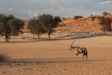 Oryx, African oryx, or gemsbok (Oryx gazella) searching for water and food in the dry red dunes of the Kgalagadi Transfrontier Park, part of the Kalahari Desert,  in South Africa