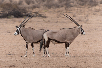 Oryx, African oryx, or gemsbok (Oryx gazella) searching for water and food in the dry red dunes of...
