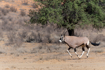 Oryx, African oryx, or gemsbok (Oryx gazella) searching for water and food in the dry red dunes of the Kgalagadi Transfrontier Park, part of the Kalahari Desert,  in South Africa