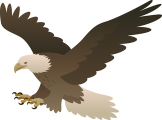 Color vector illustration of flying bald eagle attacking with claws. Wild carnivorous bird of prey isolated on white background. Wildlife of North America.