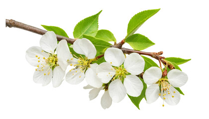 Fototapeta premium Tranquil Beauty of Wild Plum Blossoms in Bloom