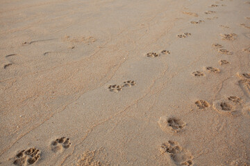 Dog footprints on the sandy beach