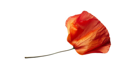 Dry poppy blossom flower petal