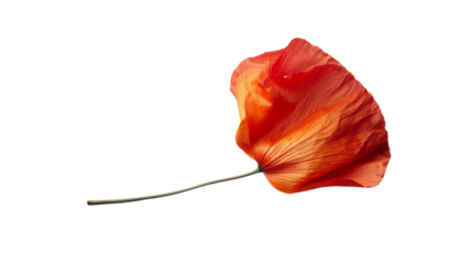 Dry poppy blossom flower petal