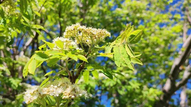 Blooming rowan sways in the wind