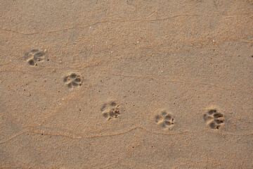 Dog footprints on the sandy beach